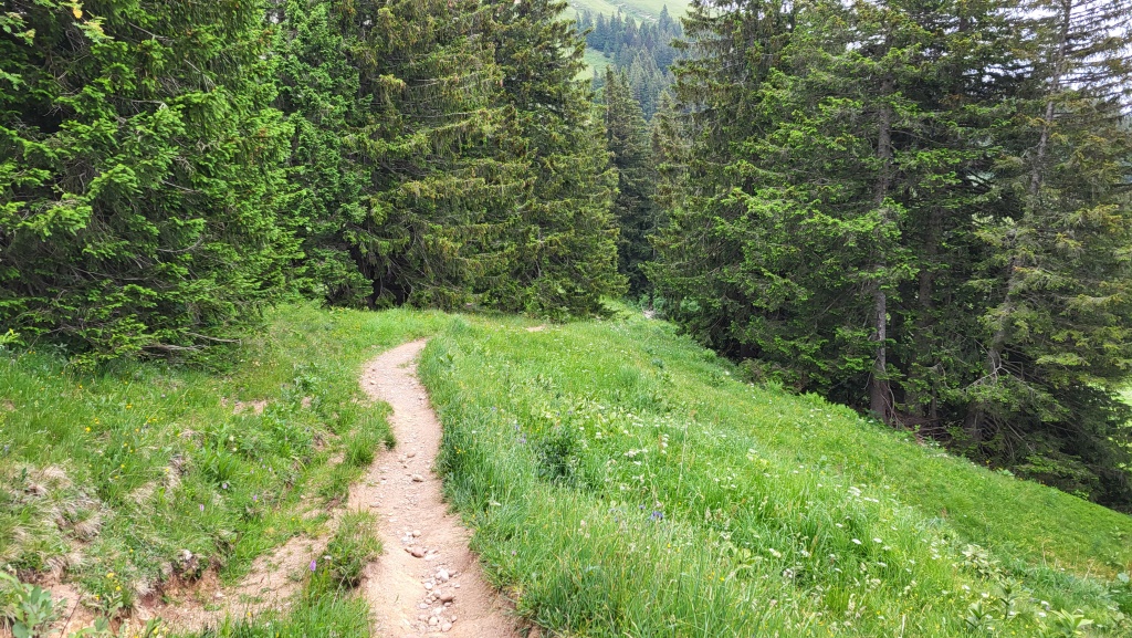 ein kurzes Stück führt uns der Wanderweg durch ein Tannenwald