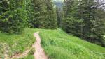 ein kurzes Stück führt uns der Wanderweg durch ein Tannenwald