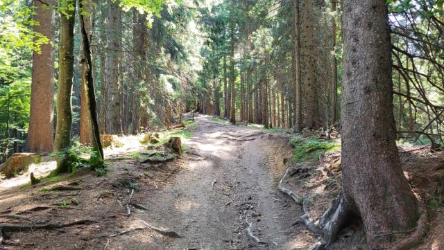 ein paar Meter weiter verengt sich die Asphaltstrasse zum Waldweg