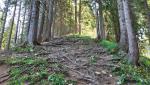 recht steil führt uns der Wanderweg über Wurzeln, aufwärts Richtung Tiefenbacher Eck