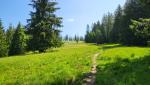 ...wandern wir über einen sehr schönen Wanderweg teilweise durch Waldlichtungen