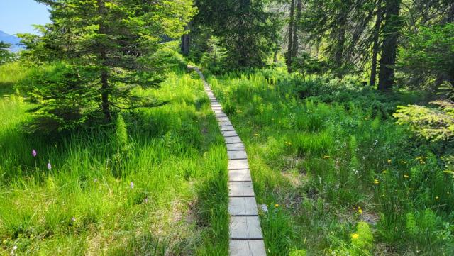 der schöne Wanderweg führt uns durch eine Moorlandschaft