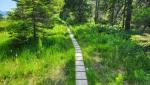 der schöne Wanderweg führt uns durch eine Moorlandschaft