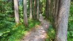 nach dem überqueren des Weissenbach, durchqueren wir den Wald am Fusse des Hotzenberg...