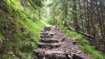 auf einem gewundenen Pfad schrauben wir uns meist durch dichten Wald hinauf