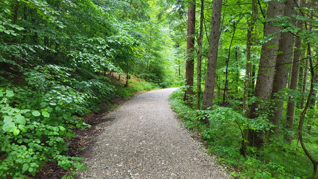 über eine Waldstrasse durchqueren wir den Kienbergwald...