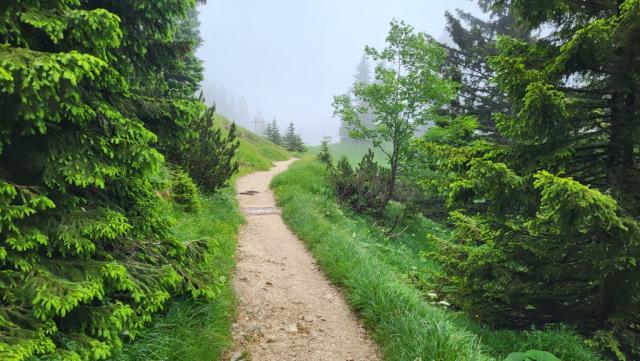 auf dem bereits von Maximilian angelegten "Ahornreitweg", gehen wir ab jetzt leicht bergab