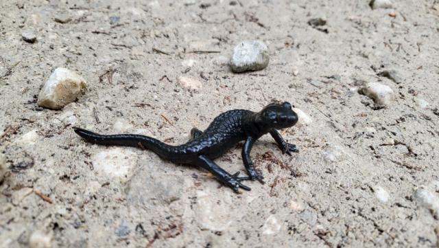 ein Alpensalamander kreuzt den Wanderweg