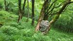 aus diesem Grund ist ein Bergwald gleichzeitig auch ein Schutzwald