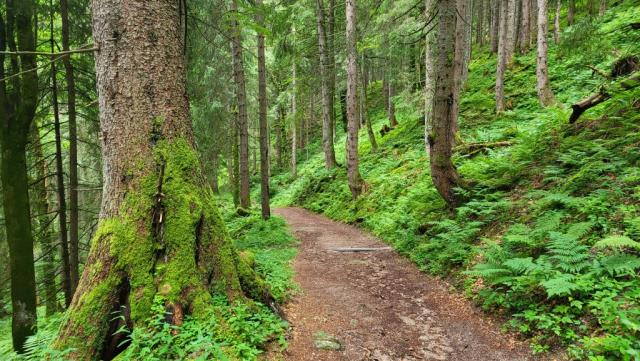 wir haben die aufgelassenen Bäckenalpe hinter uns, und wandern nun über eine Waldstrasse weiter talauswärts