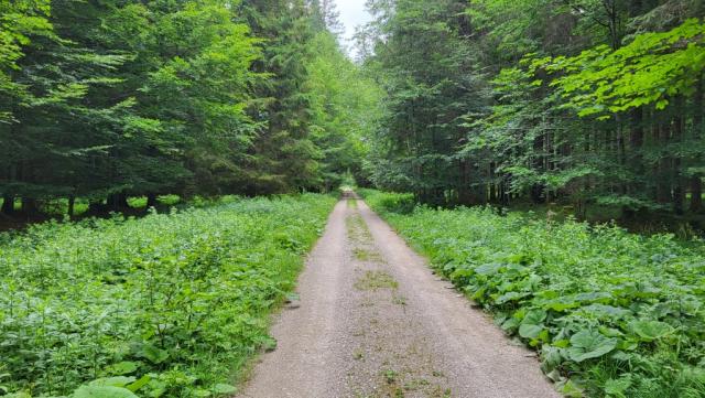 bei der Sägertalhütte überschreiten wir den Sägertalbach und erreichen danach die Talstrasse