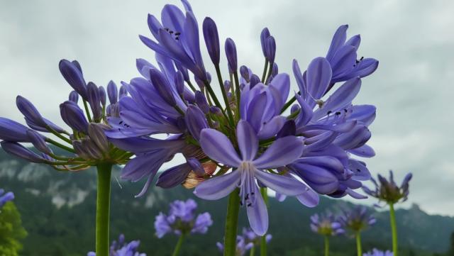 die ganze Anlage ist ein Blumenparadies. Hier eine Afrikanische Schmucklilie