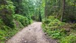 der Wanderweg führt uns durch den Waldgraben der Schleifmühlenlaine hinaus Richtung Unterammergau