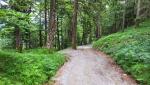 oberhalb von Urfeld tauchen wir in den Wald hinein