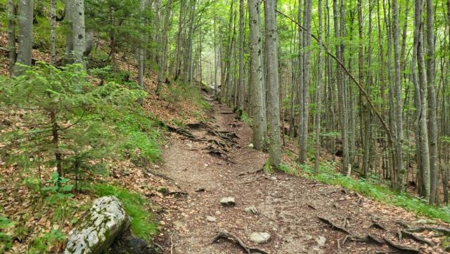 steil führt ein gut ersichtlicher Waldpfad aufwärts