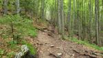 steil führt ein gut ersichtlicher Waldpfad aufwärts