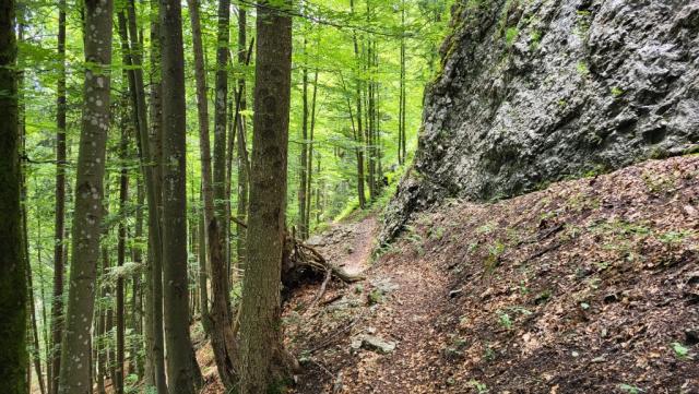 ...und tauchen in den Wald beim Jochberg hinein