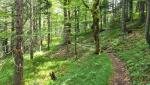 um danach durch den Wald der Kaltwasserwand zu wandern