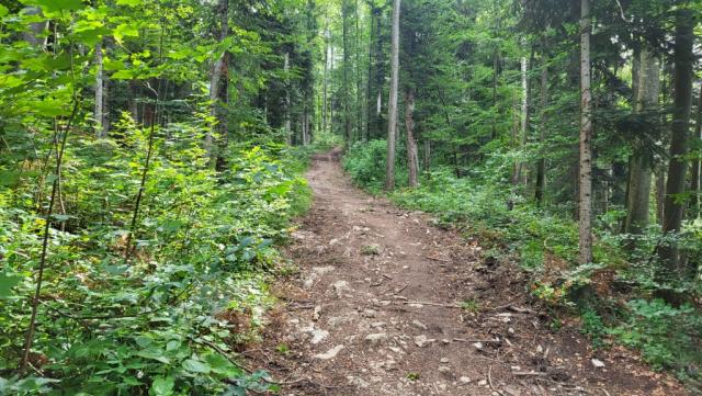 an seinem Nordufer entlang, biegt der Wanderweg danach Richtung Geierstein, links weg