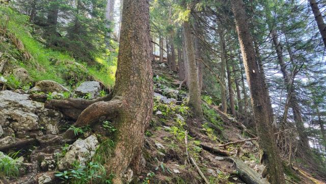 ...verläuft der schmale Bergpfad über den lang gestreckten Westgrat des Geierstein