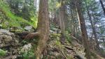 ...verläuft der schmale Bergpfad über den lang gestreckten Westgrat des Geierstein