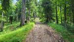 der Weg führt nun durch den Wald. Langsam, allmählich macht sich der Aufstieg...