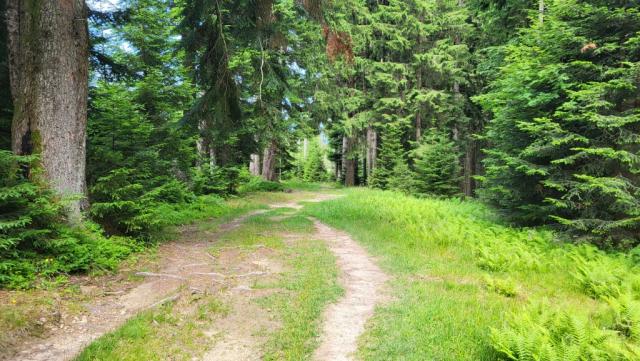 ...und Waldstrassen, geht es an der Wachselmoosalm und am Zwergelberg vorbei