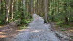 auf breiten Wegen geht es über Wald und Wiesen hinauf nach Neureuth