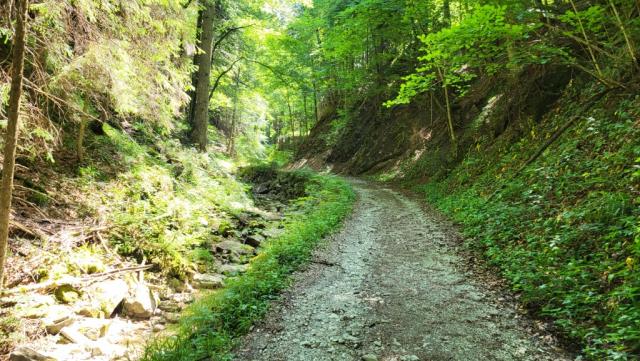 ein leichter Anstieg auf Forstrassen, bestimmt nun den weiteren Wegverlauf durch den Leitner Graben