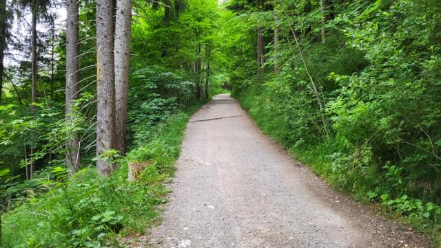 auf einem breiten Forstweg, meist an einem Bach entlang, geht es mal mehr, mal weniger, steil aufwärts