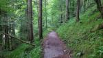 im Graben des Steinbachs geht es nun durch den Wald bergan