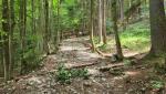 wir lassen den Wanderparkplatz Spatenau hinter uns, und steigen auf einem breiten Waldweg stetig aufwärts