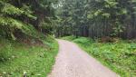 durch dichten Wald geht es links am Laubenstein vorbei