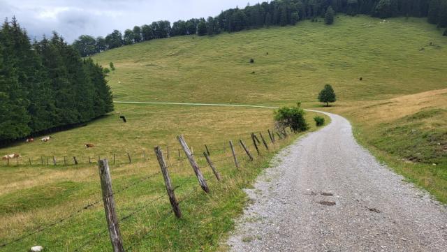 bei der Hof-Alm biegen wir rechts ab und durchqueren die Alpweiden