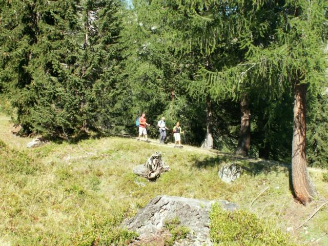 wunderschön durch diesen Wald