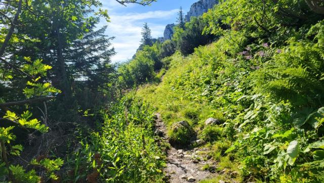 der Weg führt durch Erlengebüsche und Legföhren