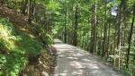 auf einer breiten Waldstrasse geht es in einem Rechtsbogen um die Hochplatte herum