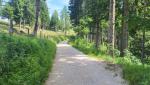 wir überqueren die Platten Alm und wandern danach angenehm auf einer breiten Alpstrasse...