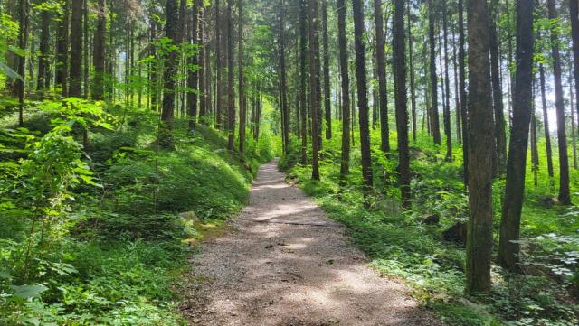 die Orientierung ist unschwierig, die Wegführung eindeutig, der Waldweg breit