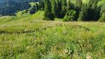 der schmale von hohem Gras bedränhte Pfad führt in kurzen Kehren den sehr steilen Südhang hinunter