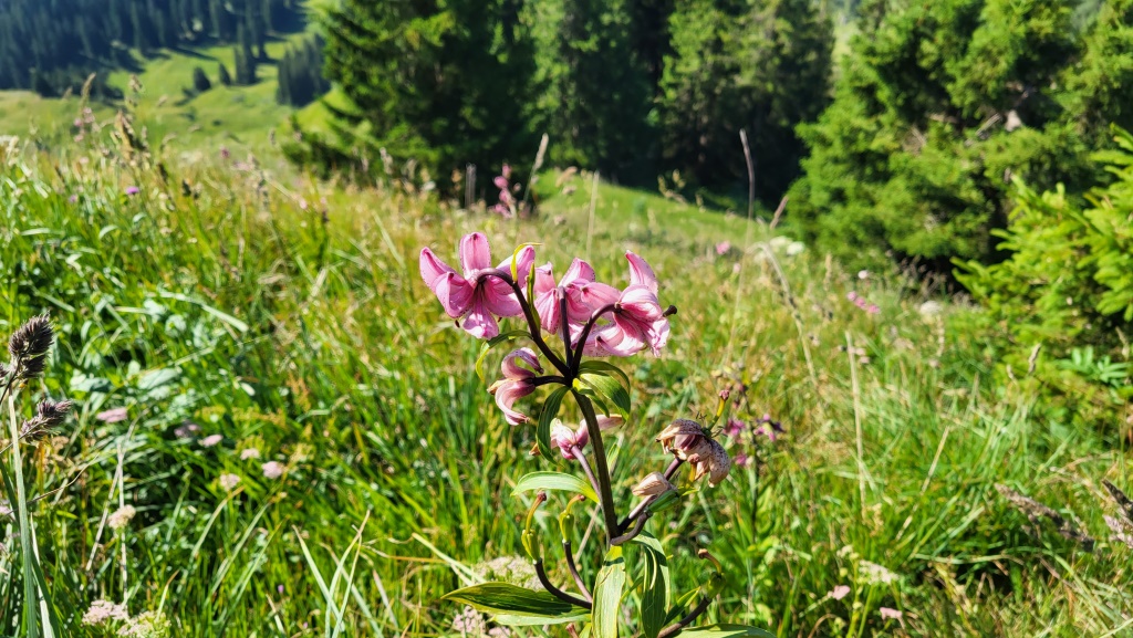 der ganze Südhang ist mit Blumen übersät. Hier z.b. der Türkenbund