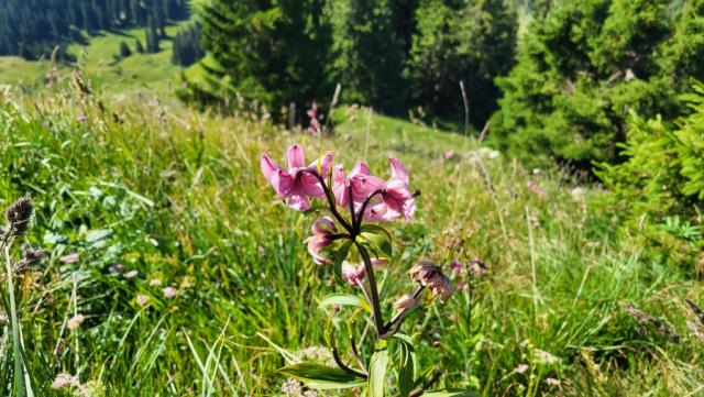 der ganze Südhang ist mit Blumen übersät. Hier z.b. der Türkenbund