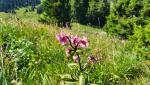 der ganze Südhang ist mit Blumen übersät. Hier z.b. der Türkenbund