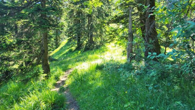 kurz vor der Hinteralm halten wir uns rechts. Entlang des Eschelmoosbachs wandern wir weiter abwärts