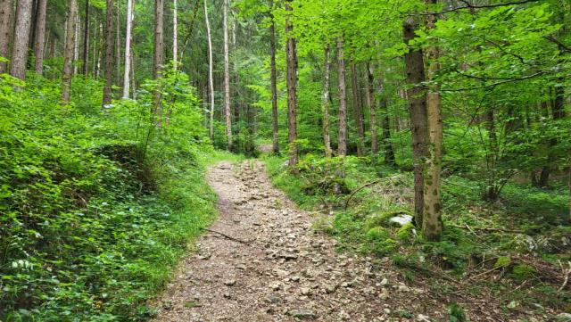 wir folgen einem Ziehweg der uns in den Wald von Alpfahrt führt