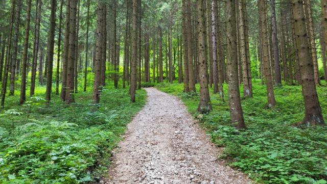 über eine breite Forststrasse geht es nun stetig aufwärts