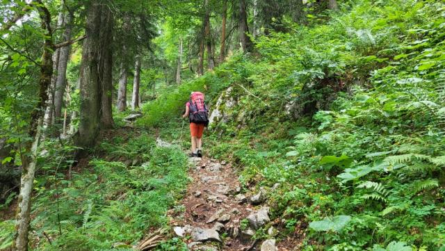 der Maximilianweg biegt nun in einen Waldweg ein, der uns über 700 Höhenmetern, hinauf zur Kohleralm führen wird