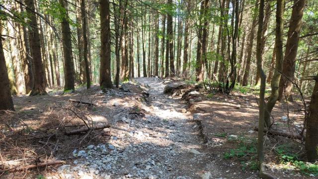 der Weg hinunter nach Bad Reichenhall ist nicht zu verfehlen. Über breite Waldwege...