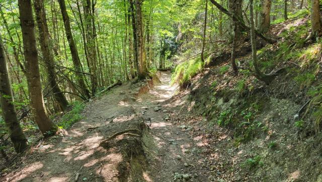 ...geht es vorwiegend durch den Wald, stetig abwärts