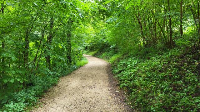 kurz nach Baerisch Gmain tauchen wir in den Wald hinein